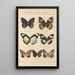 Exotic butterflies painting Pl047 - Otto Staudinger — framed artwork on a wall