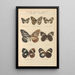 Exotic butterflies painting Pl048 - Otto Staudinger — framed artwork on a wall
