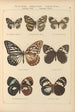 Exotic butterflies painting Pl048 - Otto Staudinger — artwork view
