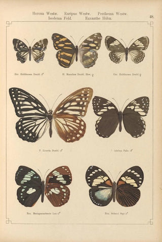 Otto Staudinger - Exotische schmetterlinge Pl048.webp