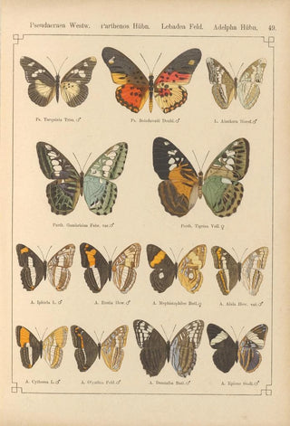 Otto Staudinger - Exotische schmetterlinge Pl049.webp