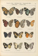 Exotic butterflies Pl052 - Otto Staudinger — artwork view
