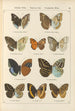 Exotic butterflies painting Pl054 - Otto Staudinger — artwork view