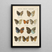 Exotic butterflies painting Pl054 - Otto Staudinger — framed artwork on a wall