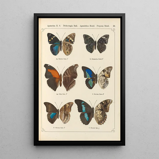 Otto Staudinger - Exotische schmetterlinge Pl056.webp