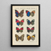 Exotic butterflies painting Pl057 - Otto Staudinger — framed artwork on a wall