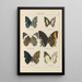 Exotic butterflies painting Pl059 - Otto Staudinger — framed artwork on a wall