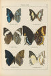 Exotic butterflies painting Pl059 - Otto Staudinger — artwork view