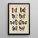 Exotic butterflies painting Pl060 - Otto Staudinger — framed artwork on a wall