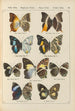 Exotic butterflies painting Pl060 - Otto Staudinger — artwork view