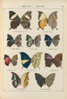 Exotic butterflies painting Pl061 - Otto Staudinger — artwork view