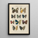 Exotic butterflies painting Pl061 - Otto Staudinger — framed artwork on a wall