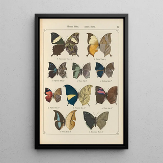 Otto Staudinger - Exotische schmetterlinge Pl061.webp