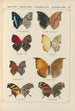 Exotic butterflies painting Pl062 - Otto Staudinger — artwork view