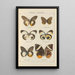 Exotic butterflies painting Pl064 - Otto Staudinger — framed artwork on a wall