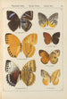 Exotic butterflies painting Pl065 - Otto Staudinger — artwork view