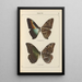 Exotic butterflies painting Pl066 - Otto Staudinger — framed artwork on a wall