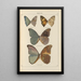 Exotic butterflies painting Pl067 - Otto Staudinger — framed artwork on a wall