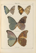 Exotic butterflies painting Pl067 - Otto Staudinger — artwork view