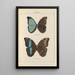 Exotic butterflies painting Pl068 - Otto Staudinger — framed artwork on a wall