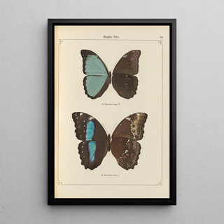 Otto Staudinger - Exotische schmetterlinge Pl068.webp