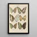 Exotic butterflies painting Pl069 - Otto Staudinger — framed artwork on a wall