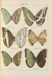 Exotic butterflies painting Pl069 - Otto Staudinger — artwork view