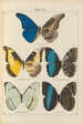 Exotic butterflies painting Pl070 - Otto Staudinger — artwork view
