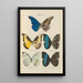 Exotic butterflies painting Pl070 - Otto Staudinger — framed artwork on a wall