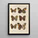 Exotic butterflies painting Pl071 - Otto Staudinger — framed artwork on a wall