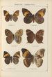 Exotic butterflies painting Pl071 - Otto Staudinger — artwork view