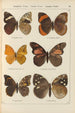 Exotic butterflies painting Pl072 - Otto Staudinger — artwork view