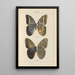 Exotic butterflies painting Pl074 - Otto Staudinger — framed artwork on a wall