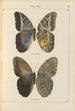 Exotic butterflies painting Pl074 - Otto Staudinger — artwork view