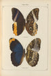 Exotic butterflies painting Pl075 - Otto Staudinger — artwork view