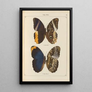 Otto Staudinger - Exotische schmetterlinge Pl075.webp