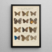 Exotic butterflies painting Pl078 - Otto Staudinger — framed artwork on a wall