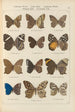 Exotic butterflies painting Pl078 - Otto Staudinger — artwork view