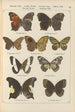 Exotic butterflies painting Pl079 - Otto Staudinger — artwork view