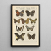 Exotic butterflies painting Pl079 - Otto Staudinger — framed artwork on a wall