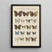 Exotic butterflies painting Pl080 - Otto Staudinger — framed artwork on a wall