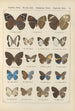 Exotic butterflies painting Pl080 - Otto Staudinger — artwork view