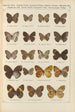 Exotic butterflies painting Pl081 - Otto Staudinger — artwork view