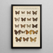 Exotic butterflies painting Pl081 - Otto Staudinger — framed artwork on a wall