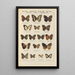 Exotic butterflies painting Pl082 - Otto Staudinger — framed artwork on a wall
