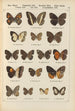 Exotic butterflies painting Pl082 - Otto Staudinger — artwork view