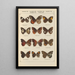 Exotic butterflies painting Pl084 - Otto Staudinger — framed artwork on a wall