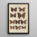 Exotic butterflies painting Pl085 - Otto Staudinger — framed artwork on a wall