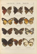 Exotic butterflies painting Pl086 - Otto Staudinger — artwork view