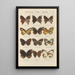 Exotic butterflies painting Pl086 - Otto Staudinger — framed artwork on a wall